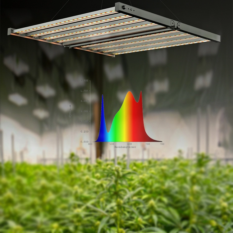 屋内植物を育てる800wの大麻は光を育てます